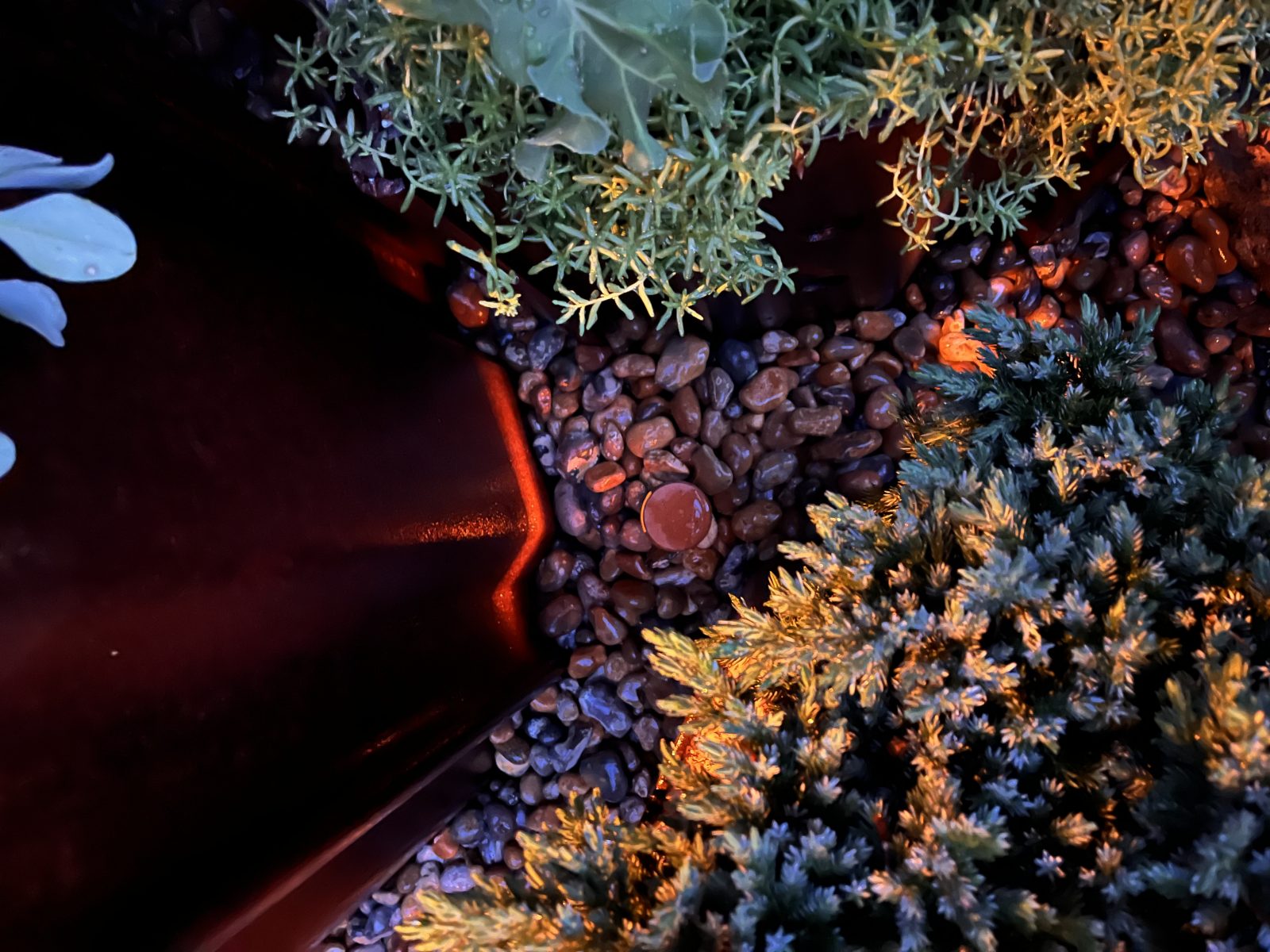 RHS Chelsea Flower Show - mgr Changing Tides Garden