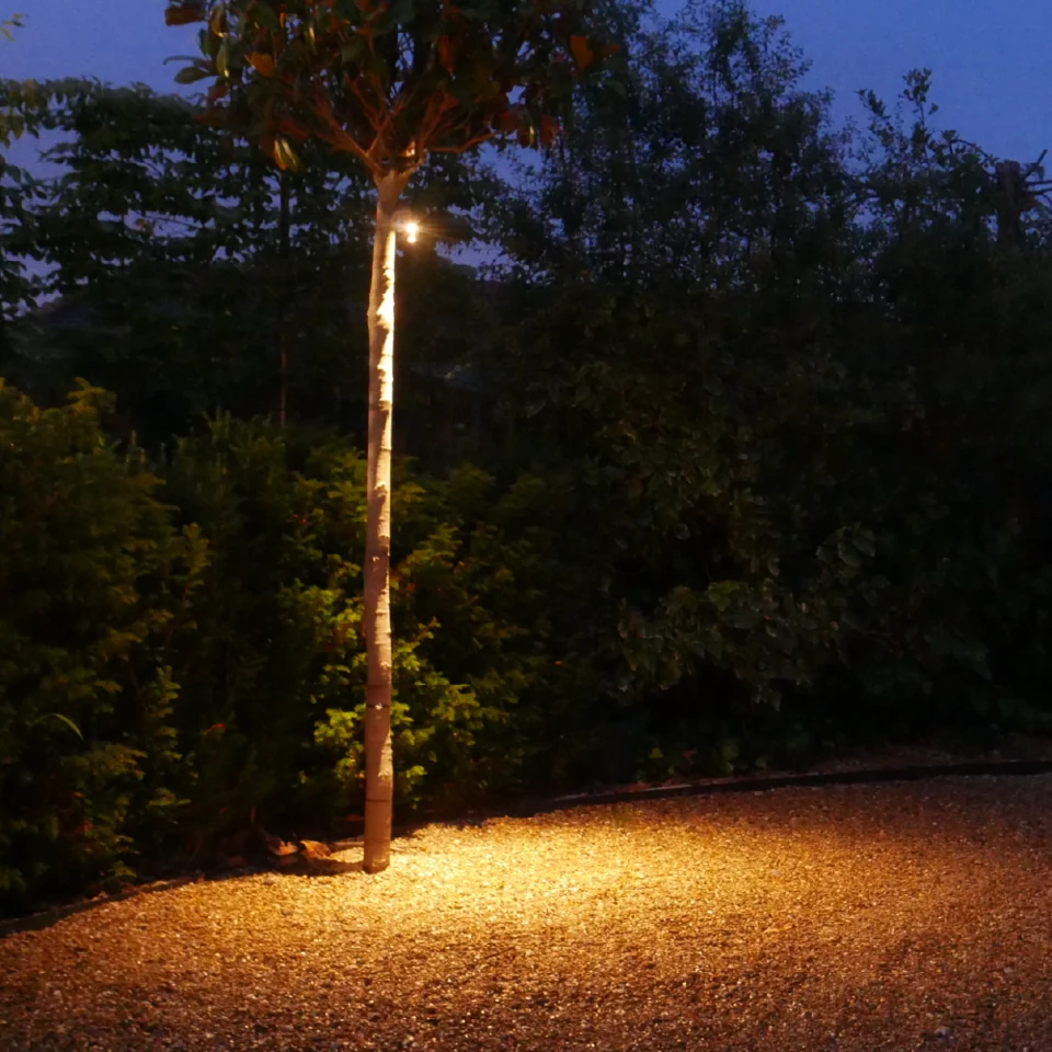 Downward tree spot light in situ — Trees