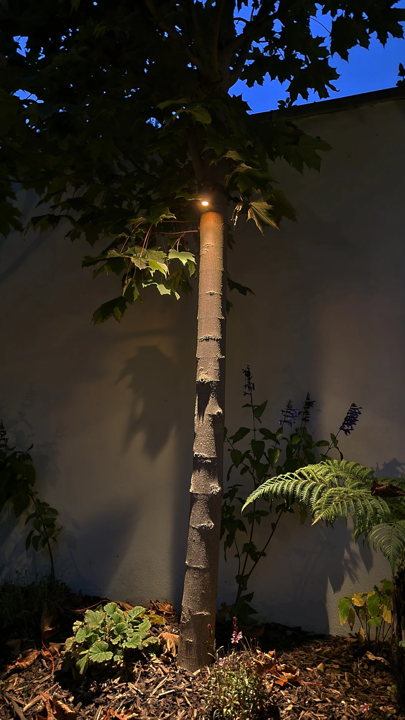 Downward tree spot light in situ — Planting