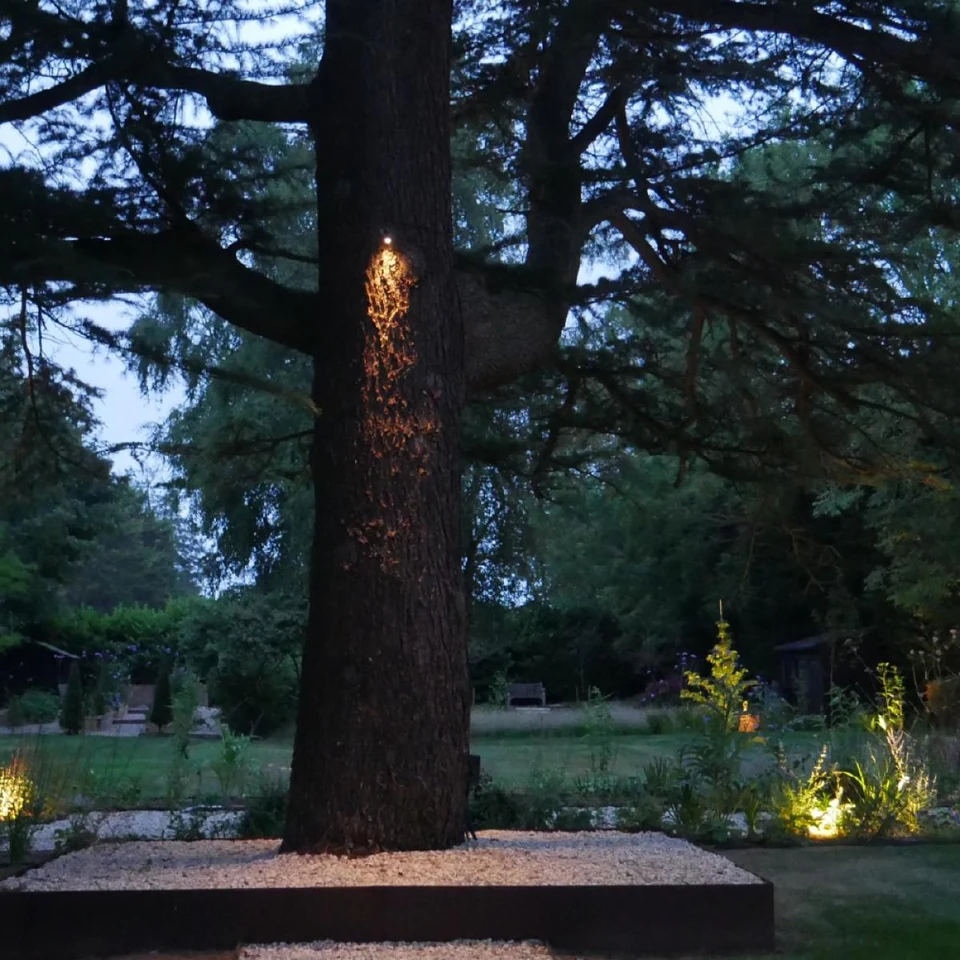 In front of a focal tree