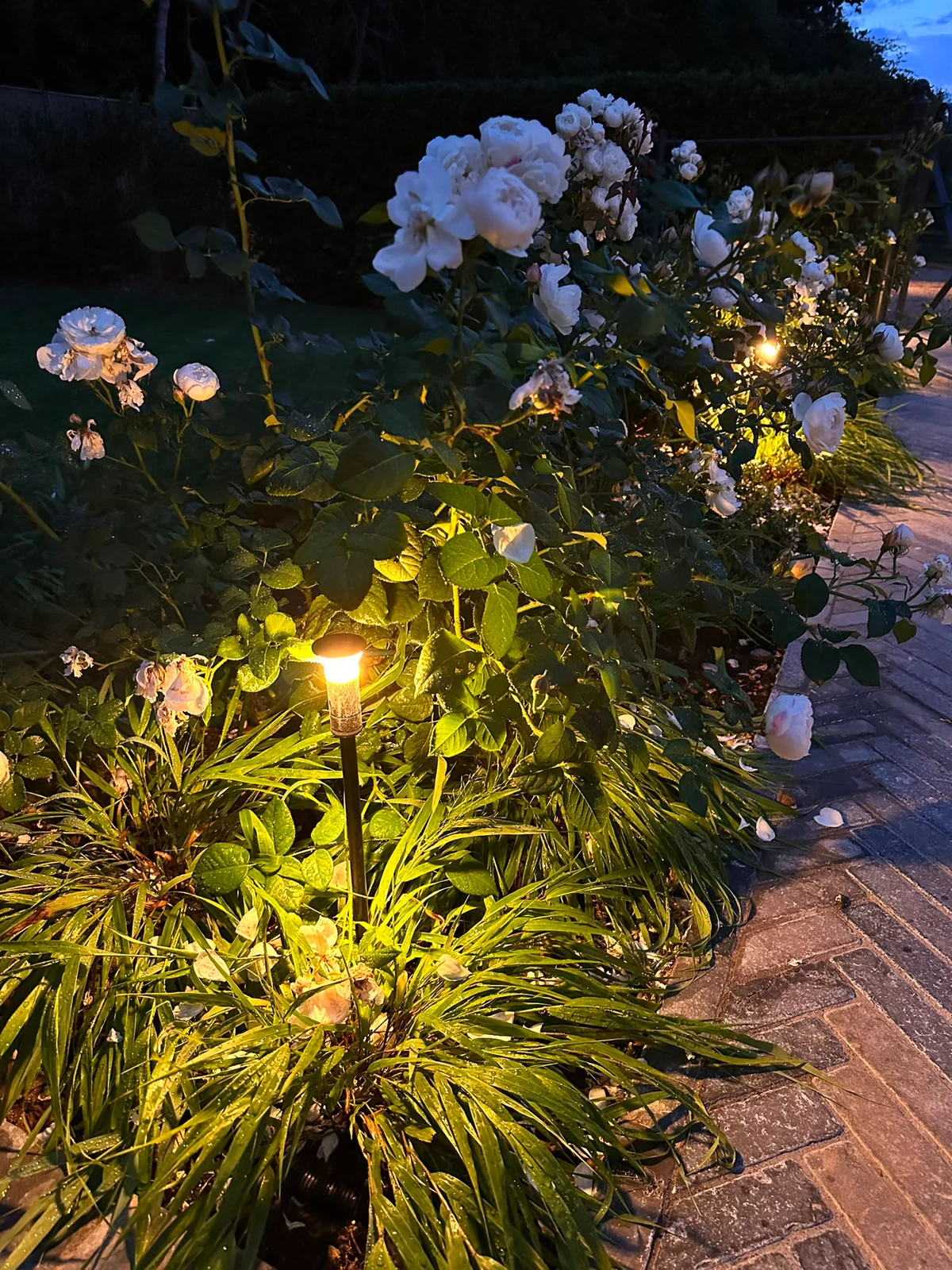 Contract pole light  in situ — Planting